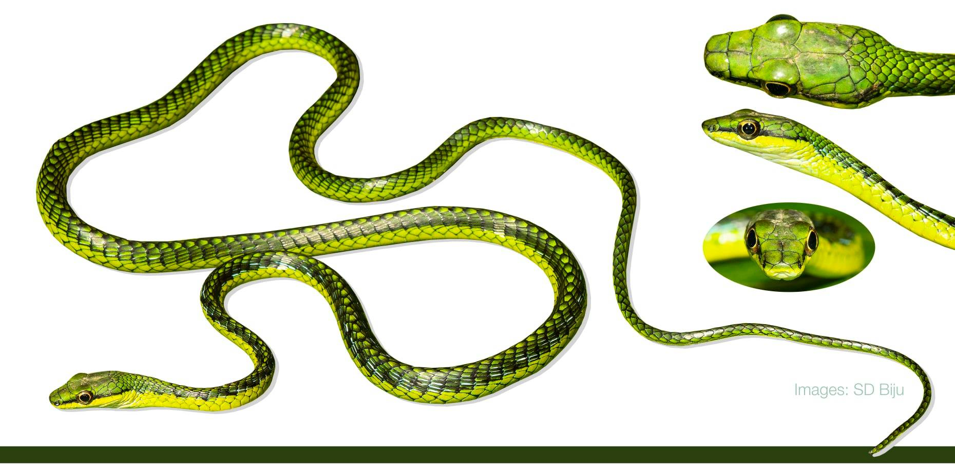Colubridae/游蛇科 Dendrelaphis/过树蛇属 - 哔哩哔哩