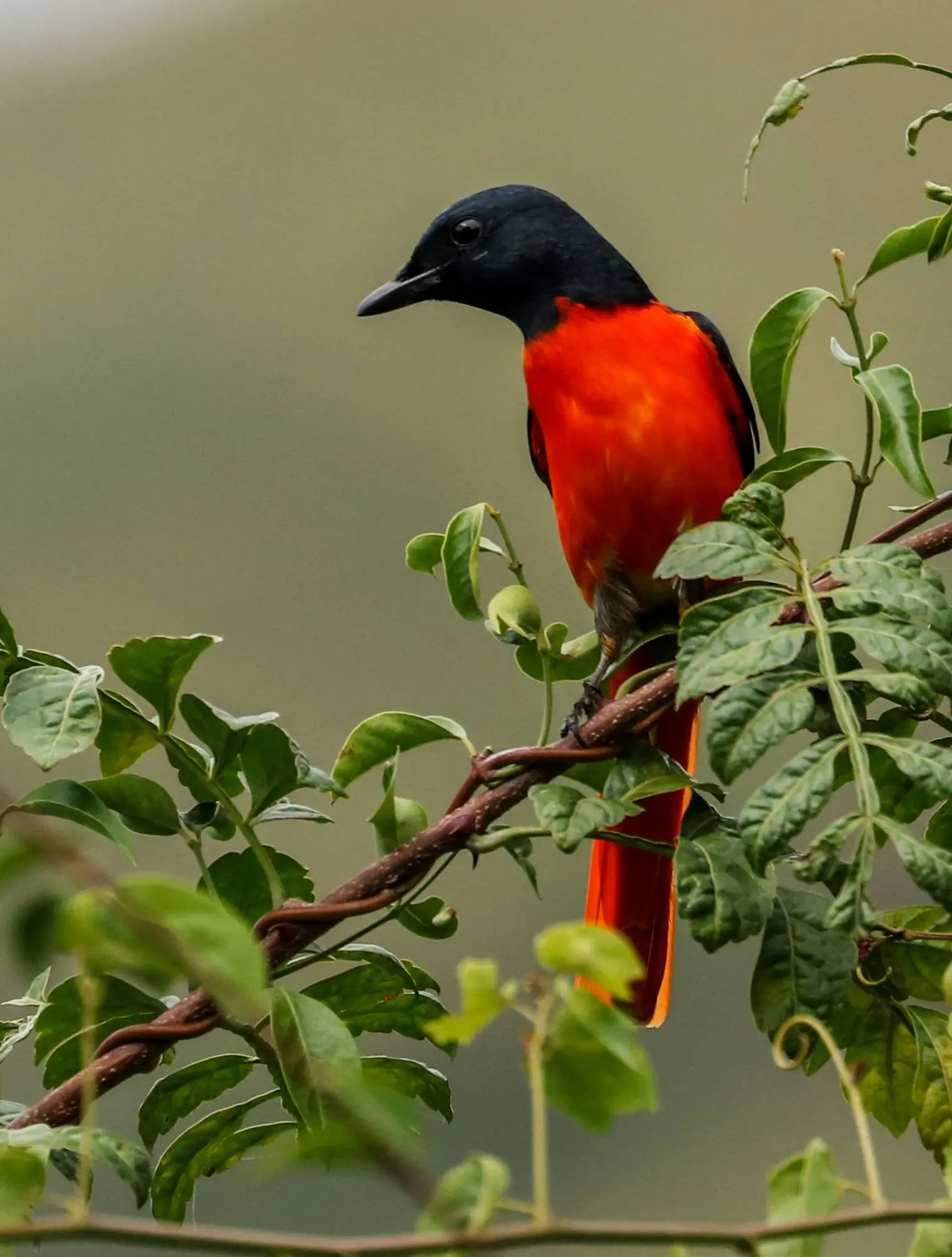 美丽的赤红山椒鸟