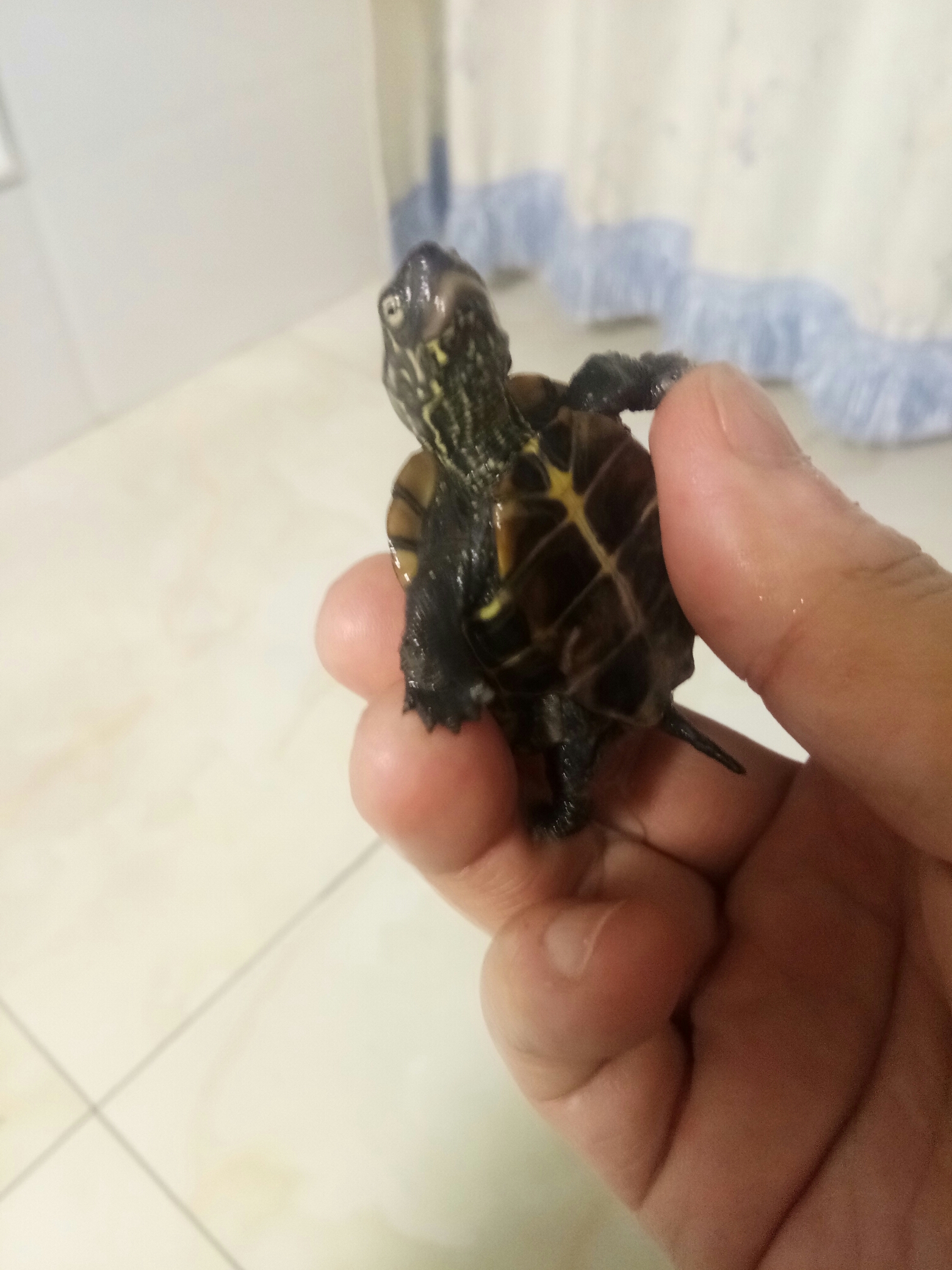 日本草龟!没听说过吧