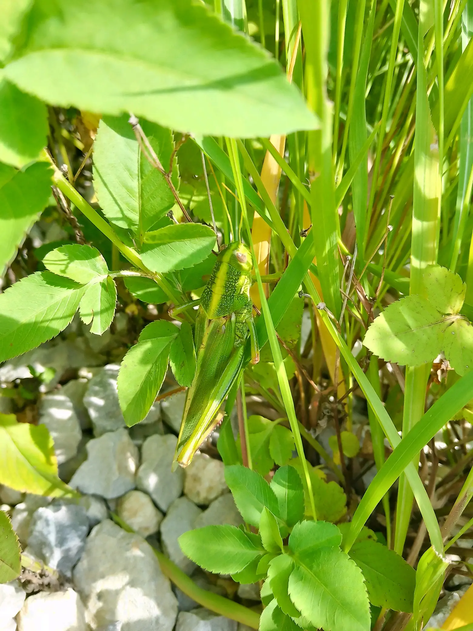 蚂蝗(蚂蚱77蝗虫)