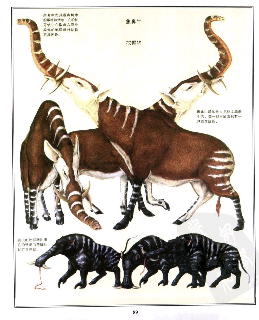 未来世界的动物一些非常扯淡!究竟是那些?