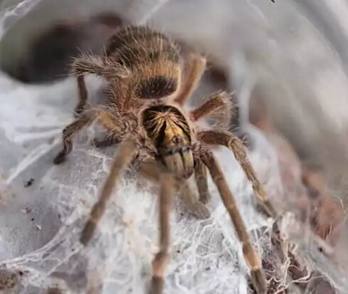 捕鸟蛛科普千里达橄榄金