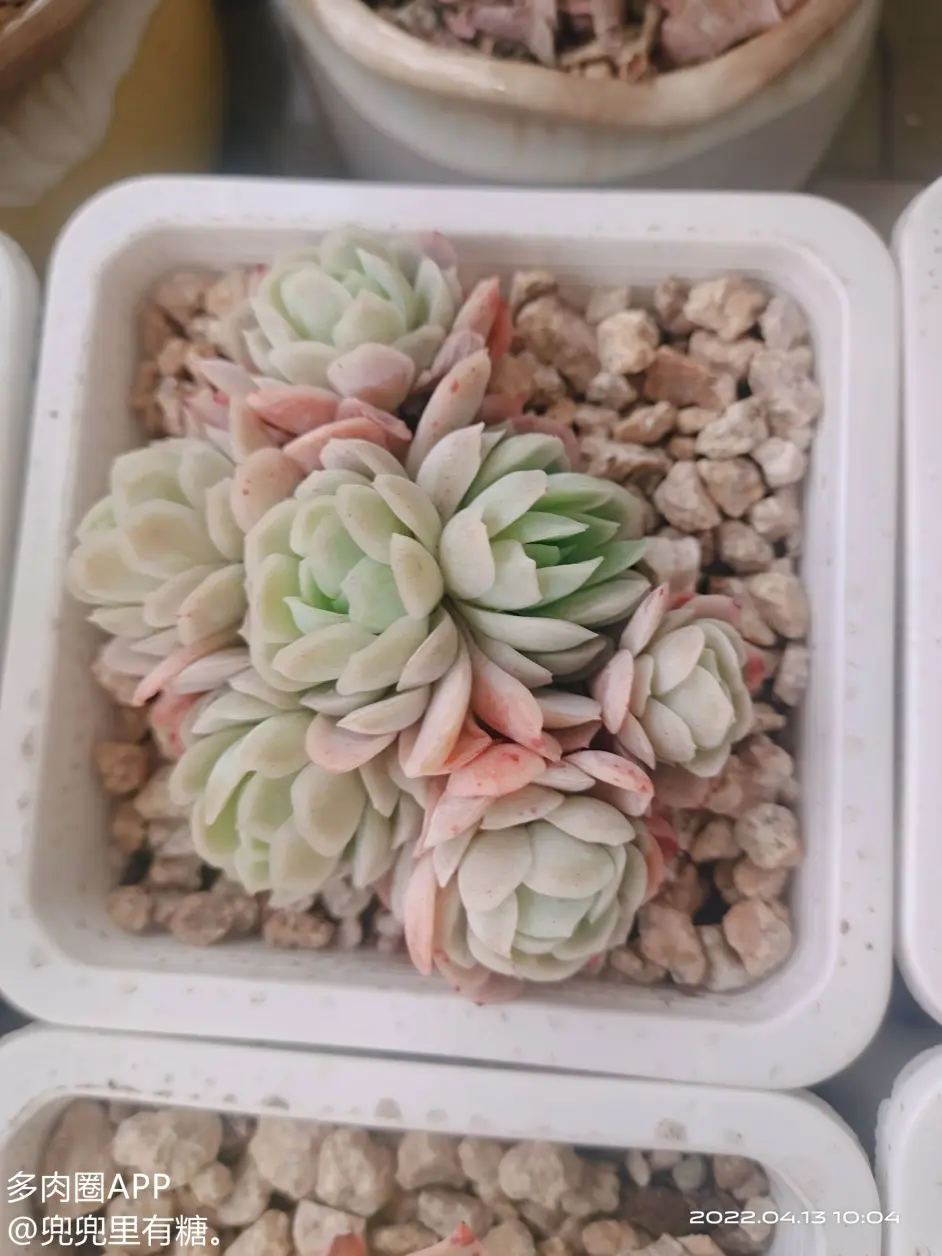 论室内如何养护多肉 这些技巧你都了解吗 速来围观 哔哩哔哩