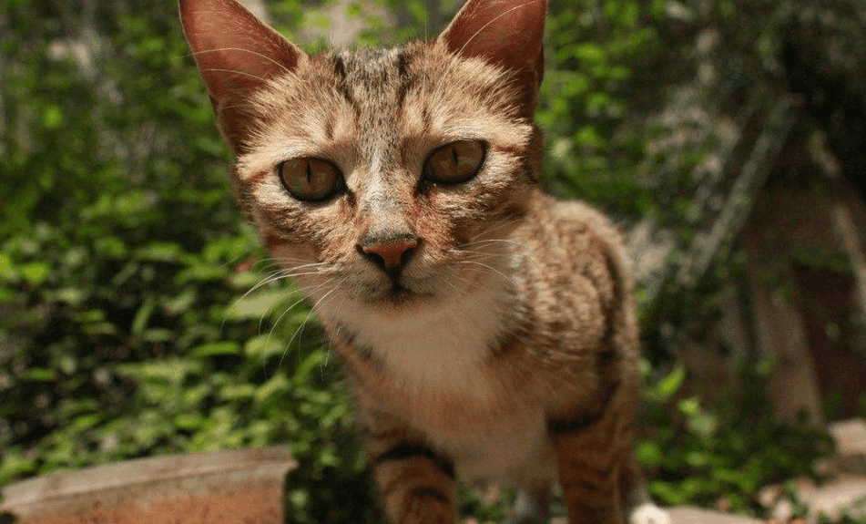 他嗜赌成性, 害死妻儿, 却因一只猫而意外发财!