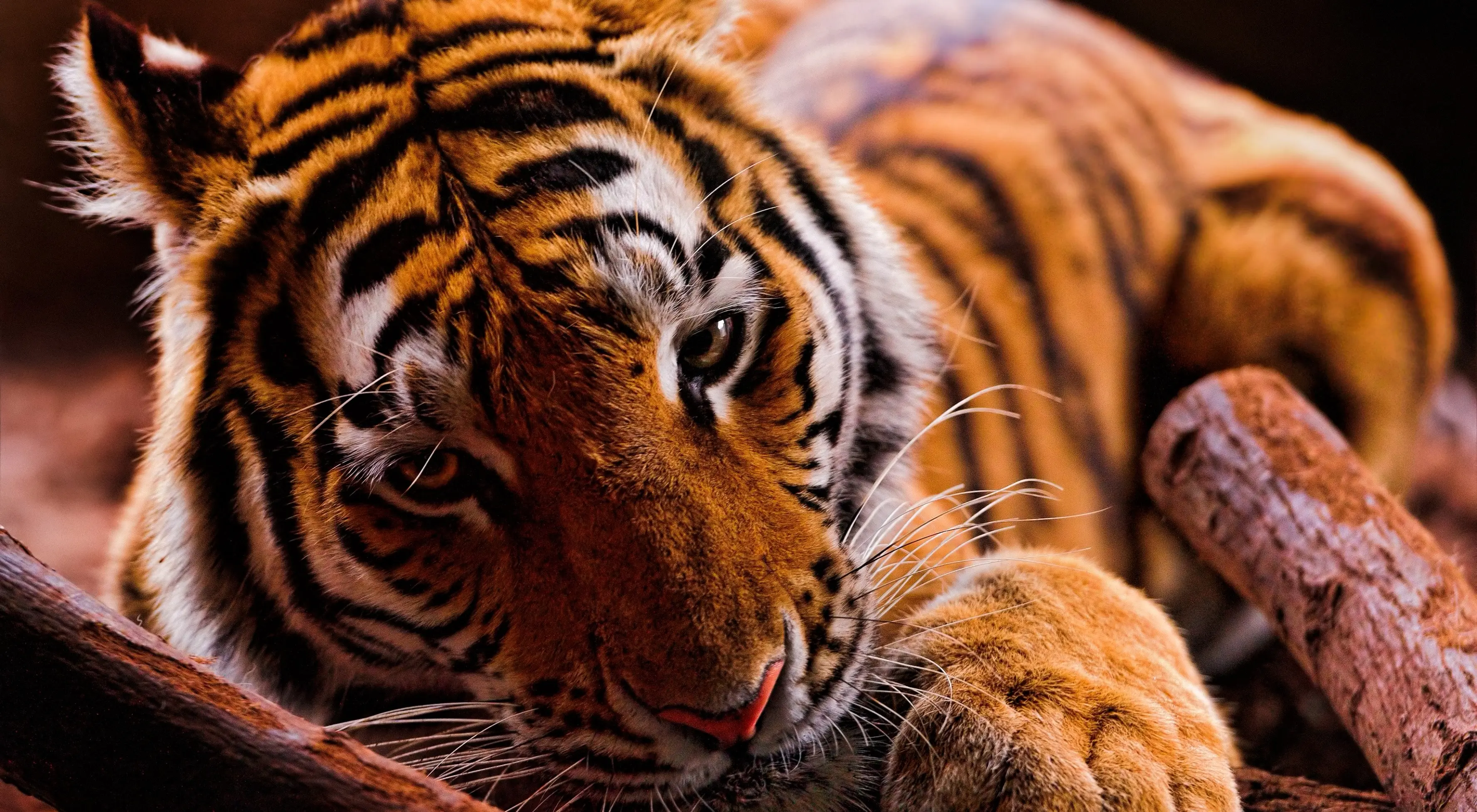 老虎摄影合集7,(淘宝素材) - 哔哩哔哩