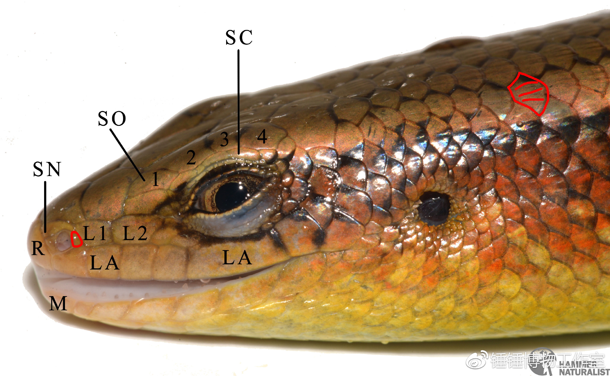 从水到陆多线南蜥的高清放送和你聊聊多线南蜥