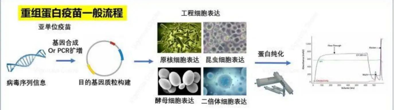 設計突變，穩定新冠病毒S蛋白，中國科學家對新技術疫苗的貢獻