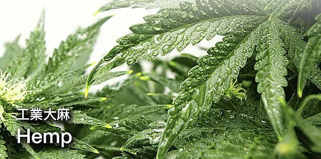 什么是(汉麻)大麻面料? - 哔哩哔哩