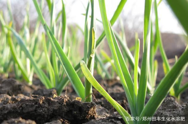 大蒜叶子发黄怎么回事大蒜出苗后为什么叶子发黄大蒜叶子发黄用什么肥