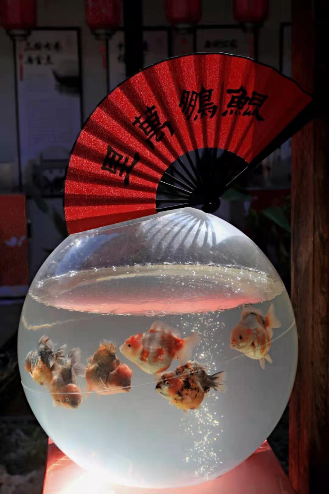 福州兰寿金鱼-福寿迎春展