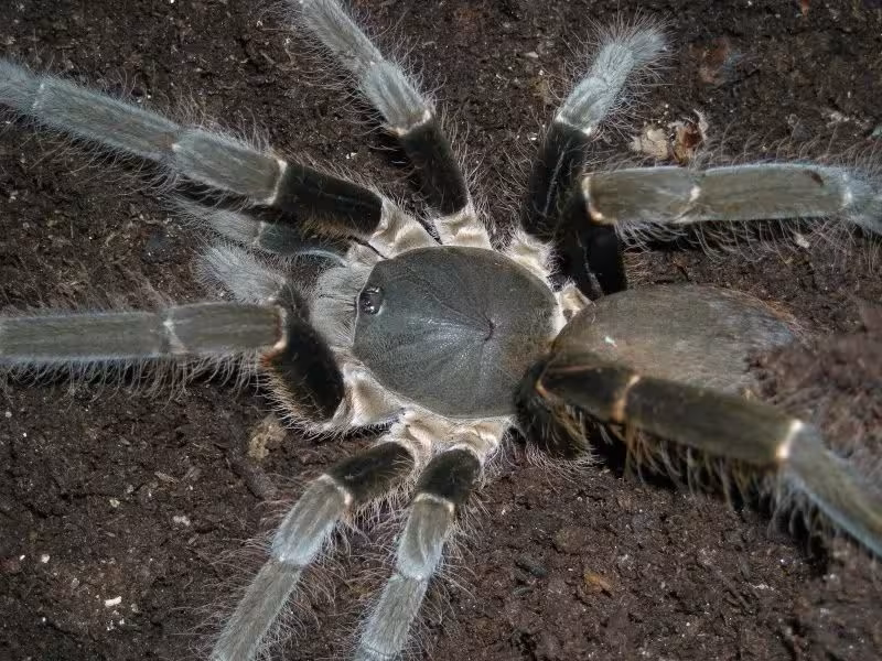 皇帝巴布在它面前也只能排老三!非洲第二大巴布蜘蛛来了!