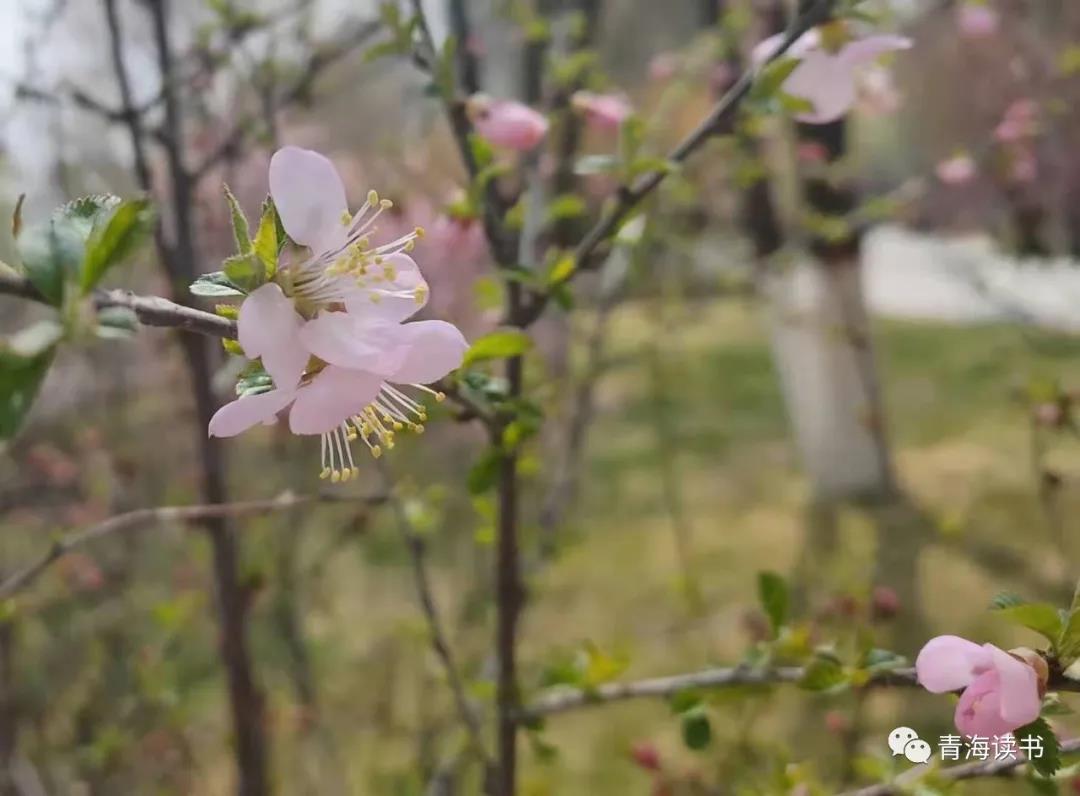 最美人间四月天，蜜桃之乡山东蒙阴百里桃花盛开