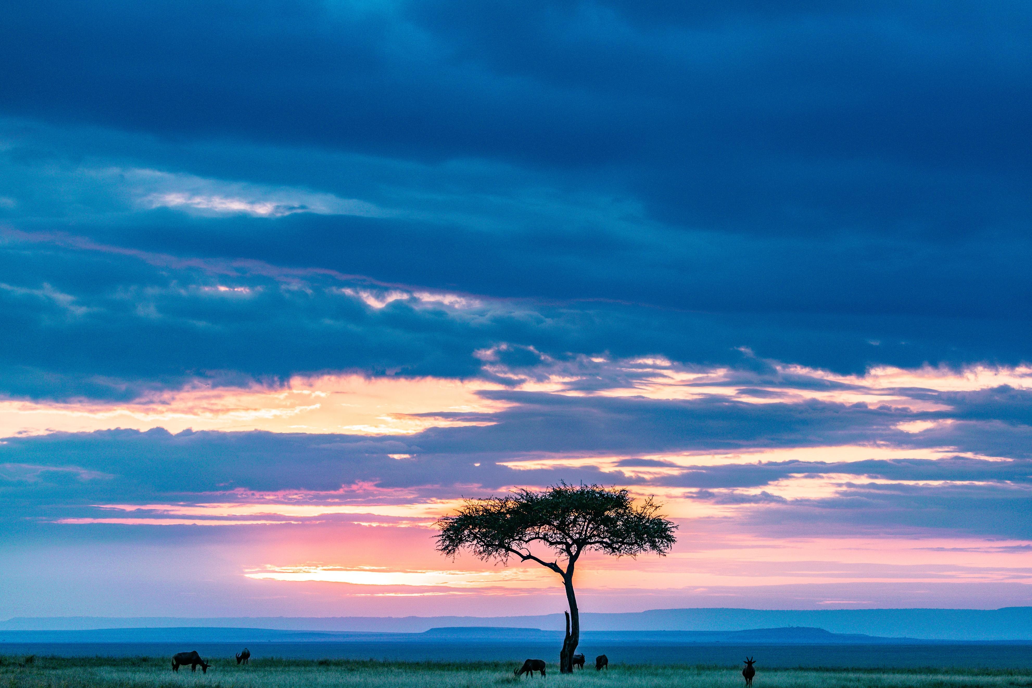 非洲大草原的风景 向量例证. 插画 包括有 山脉, 徒步旅行队, 蓝色, 图象, 生态, 冒险家, 本质 - 76033965