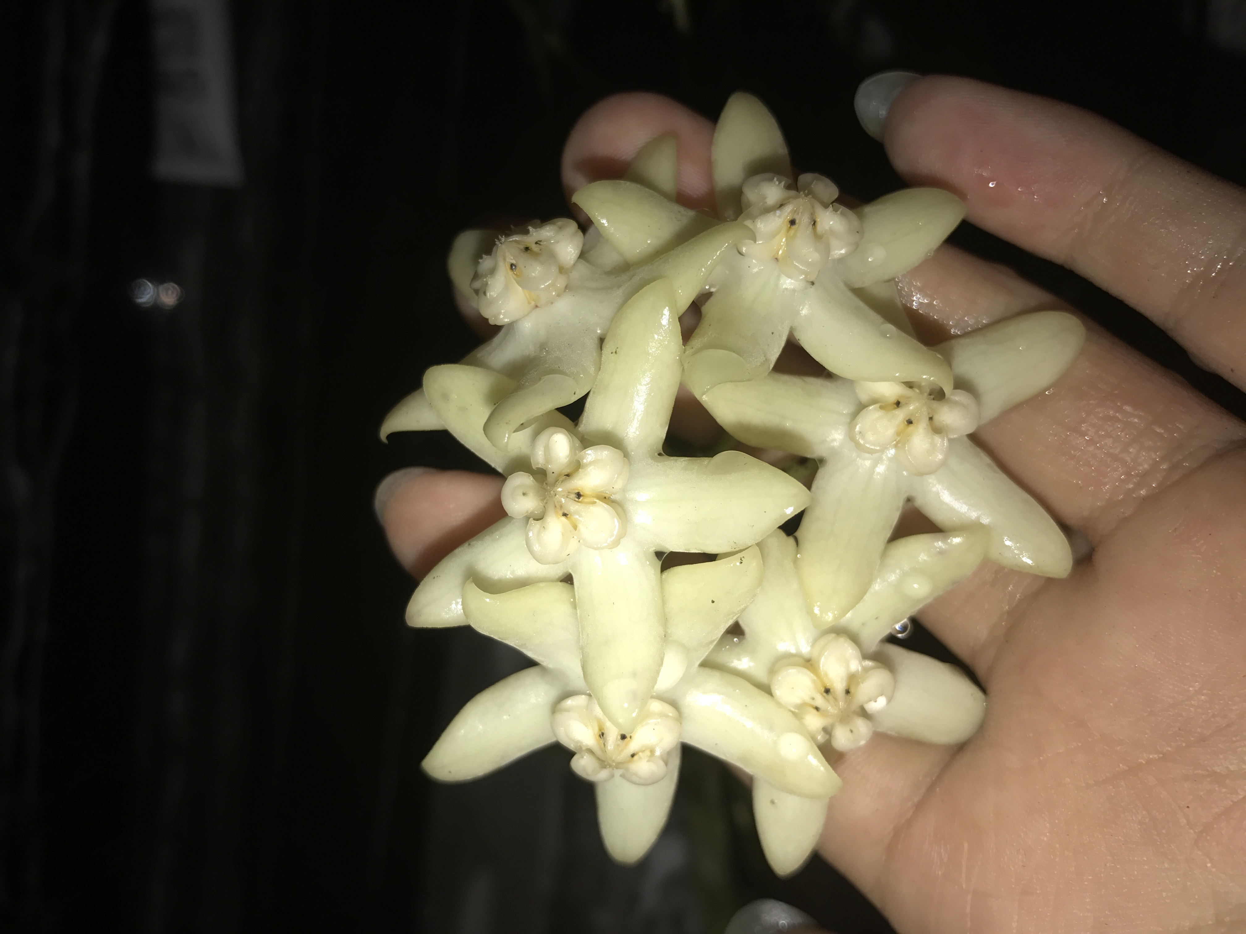 本人种的球兰 hoya