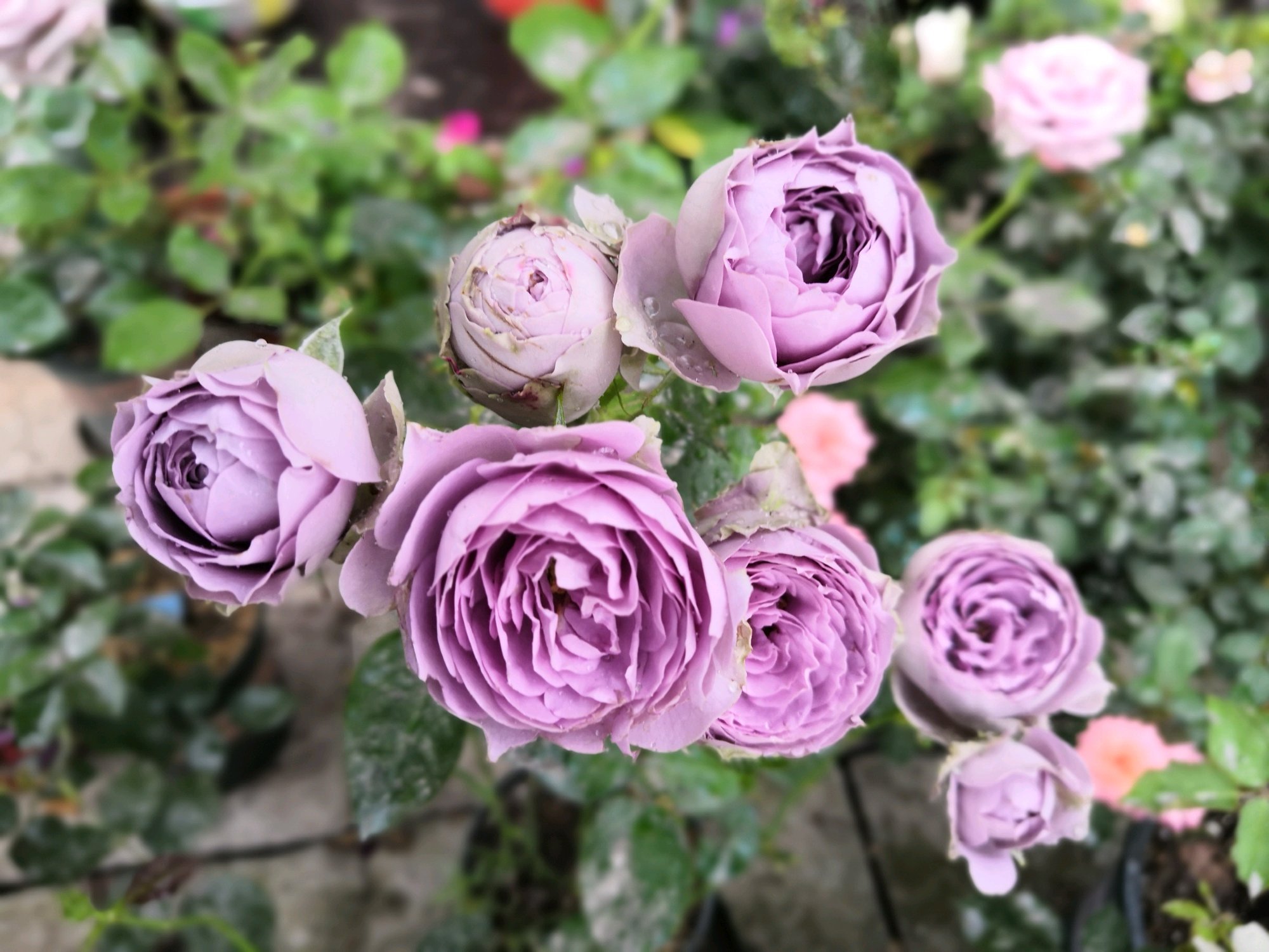 蓝紫色月季汇总极具诱惑力的蓝色系月季