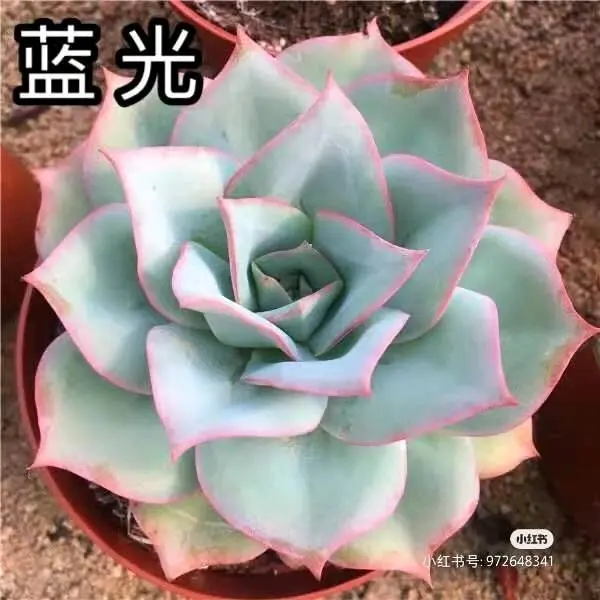 蓝光图鉴 哔哩哔哩