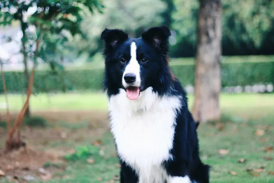 最受欢迎的6种中型犬 有家庭的人都适合饲养 哔哩哔哩