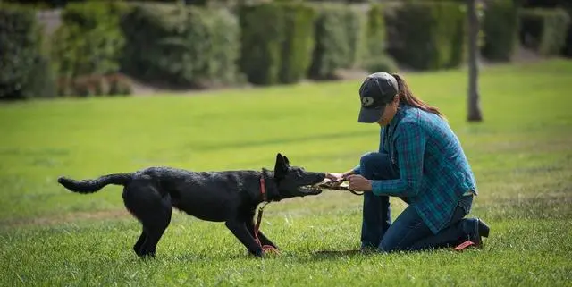 狗狗独自在家一直叫被投诉 它有分离焦虑 6种方法帮它缓解 哔哩哔哩