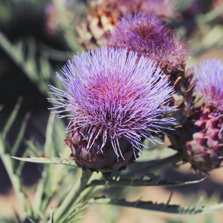 摄图网_300631549_banner_蓟花照片色调风格instagram过