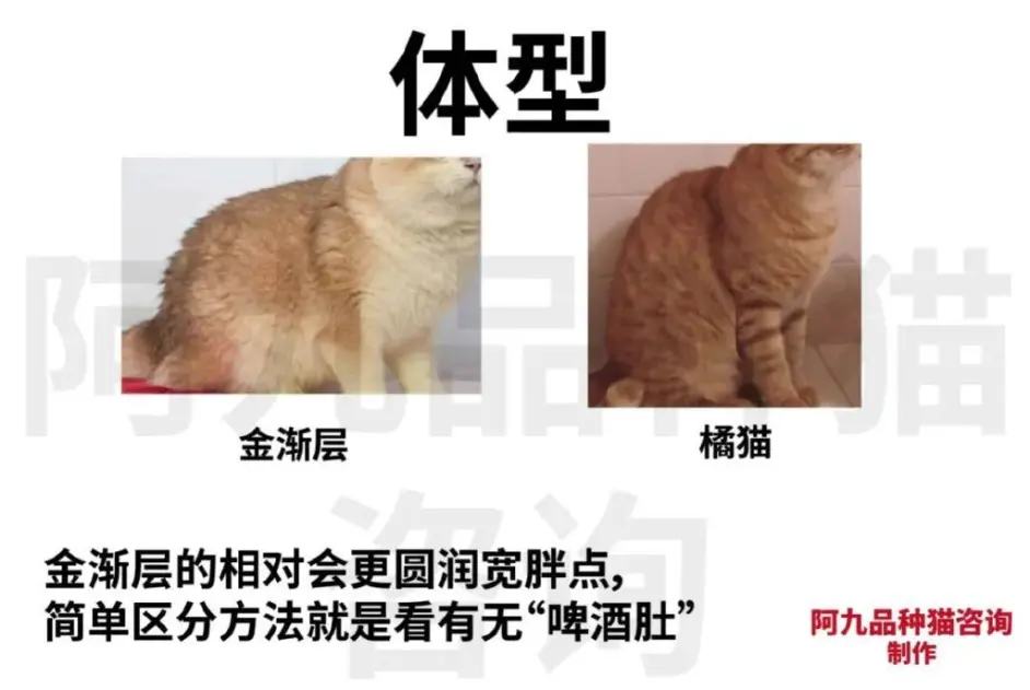 深色金渐层和狸花猫 金渐层长得像狸花猫 英短金渐层越来越像狸花猫 狸花猫的背毛和金