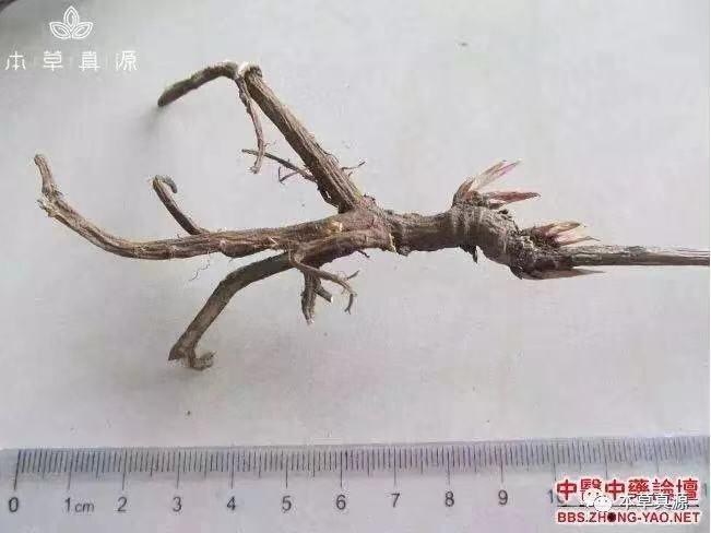 北柴胡、南柴胡、三岛柴胡、兴安柴胡赏析--安国孙广才 - 哔哩哔哩