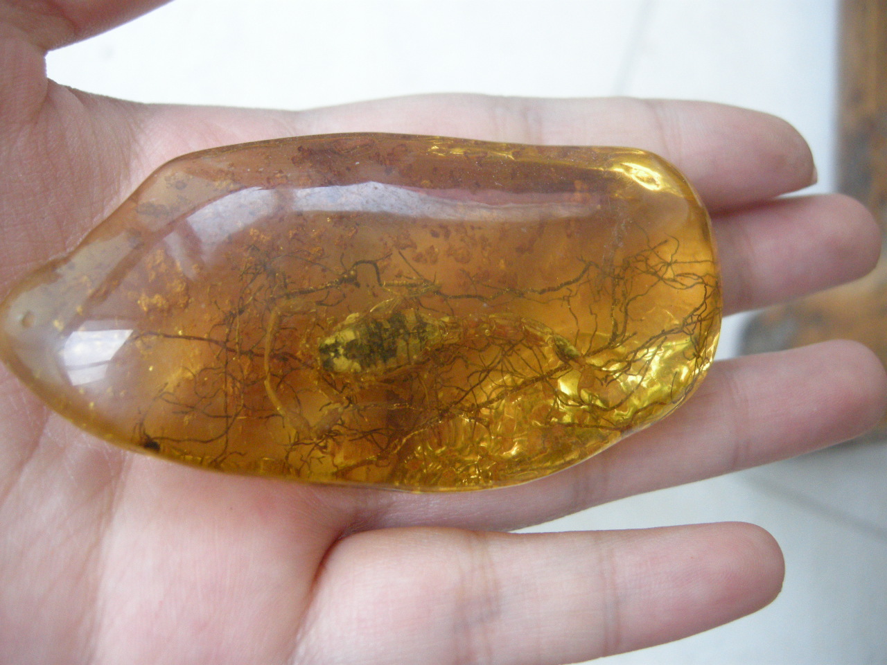 在远古时代 几滴松脂裹住了 苍蝇和蜘蛛 形成松脂球 然后几万年过去了