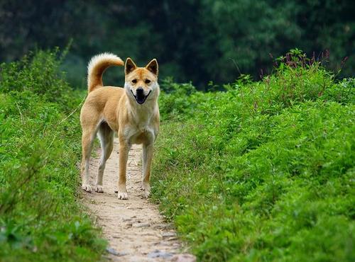 中华田园犬俗称柴狗,黄狗,草狗,土狗,但是现在的中华田园犬纯种的很少