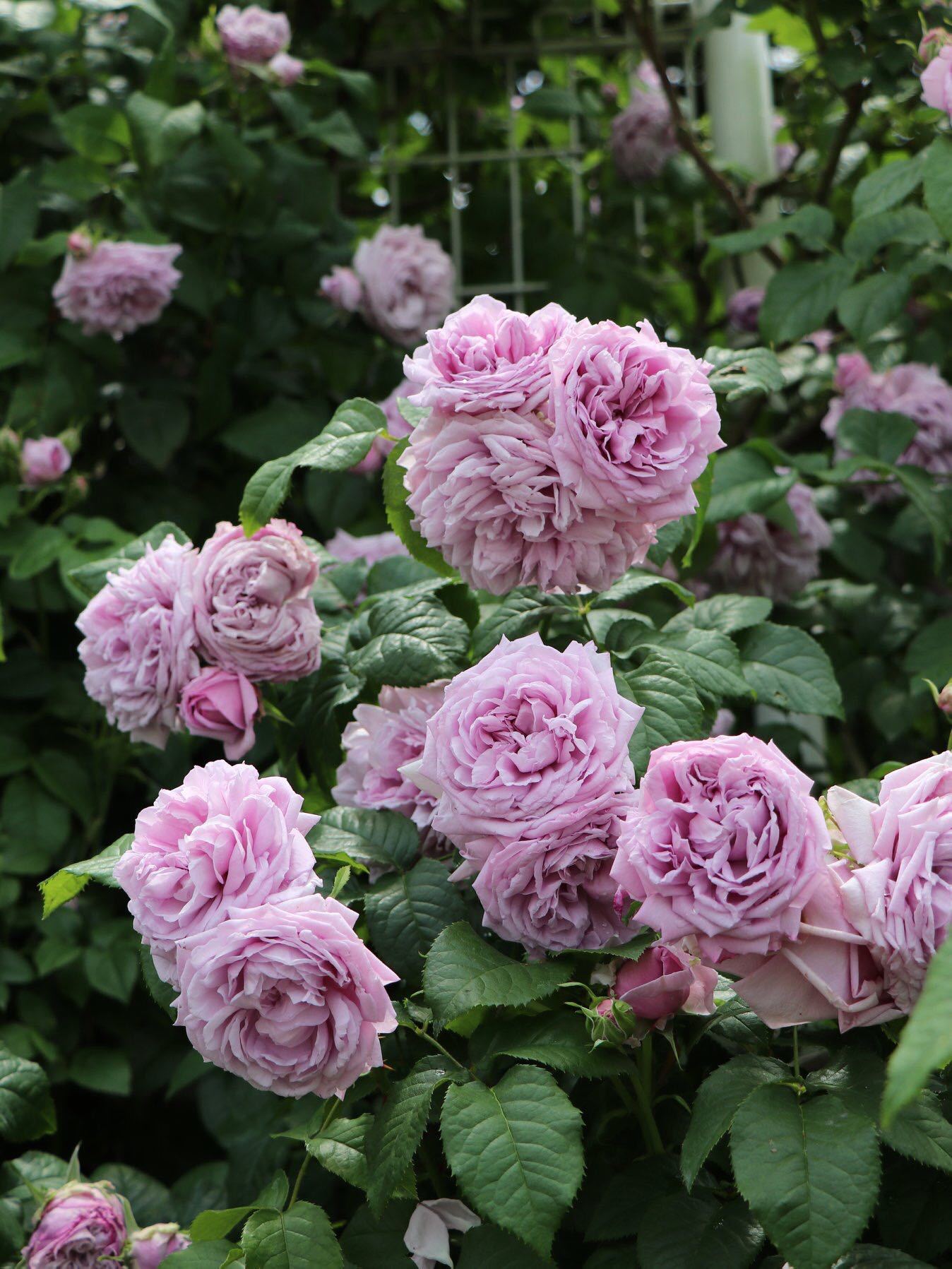 蓝紫色月季汇总极具诱惑力的蓝色系月季