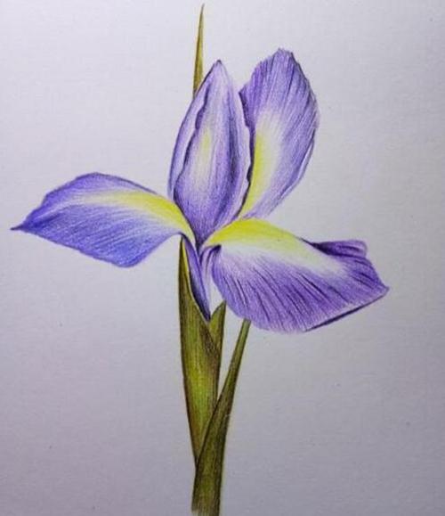 花卉彩铅画教程鸢尾花用彩铅怎么画简单易学的鸢尾花彩铅教程