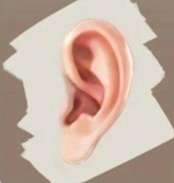 动漫人物耳朵怎么画?教你如何绘画人物耳朵的