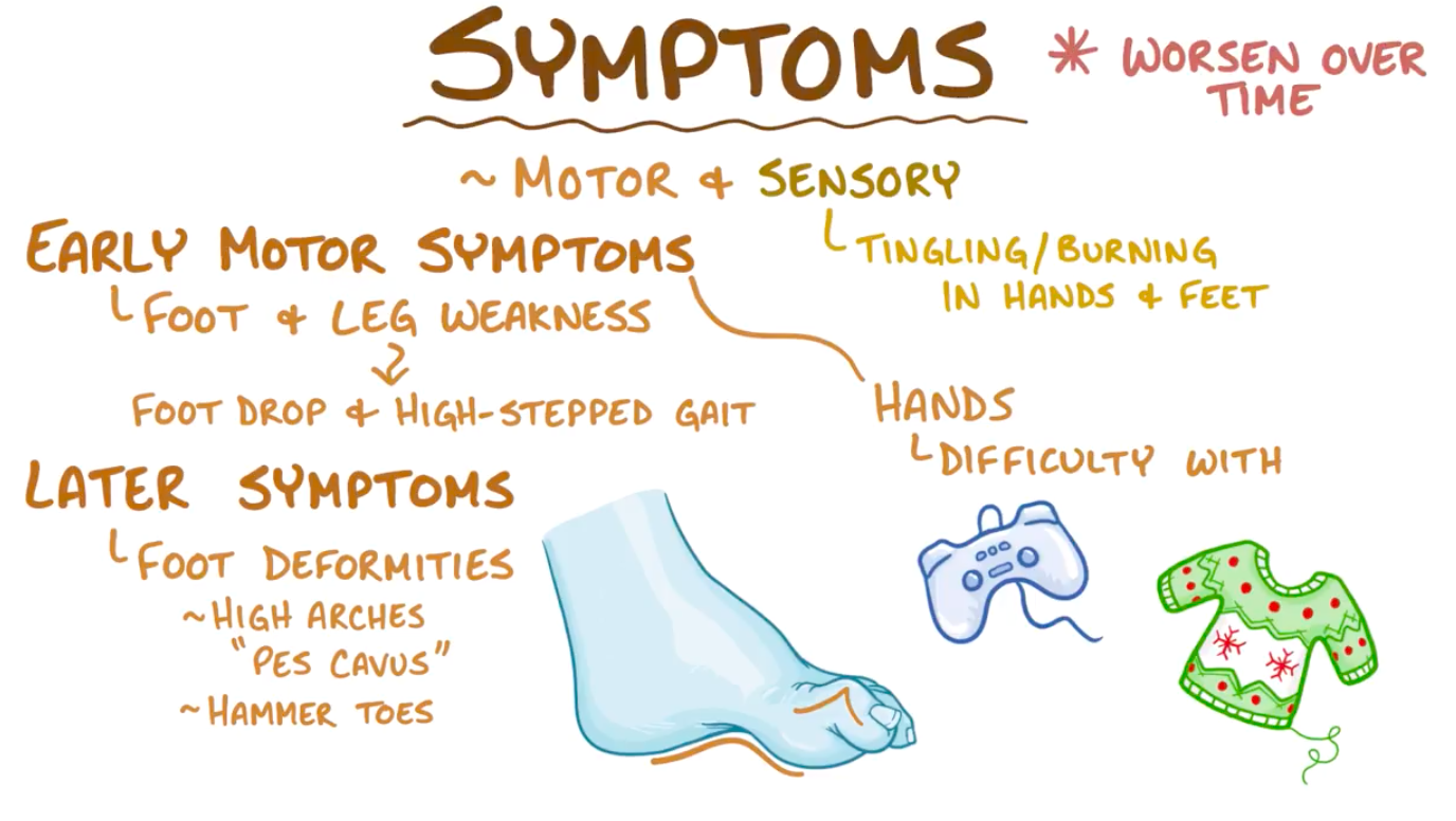 【Osmosis医学】腓骨肌萎缩症 Charcot-Marie-Tooth Disease - 哔哩哔哩