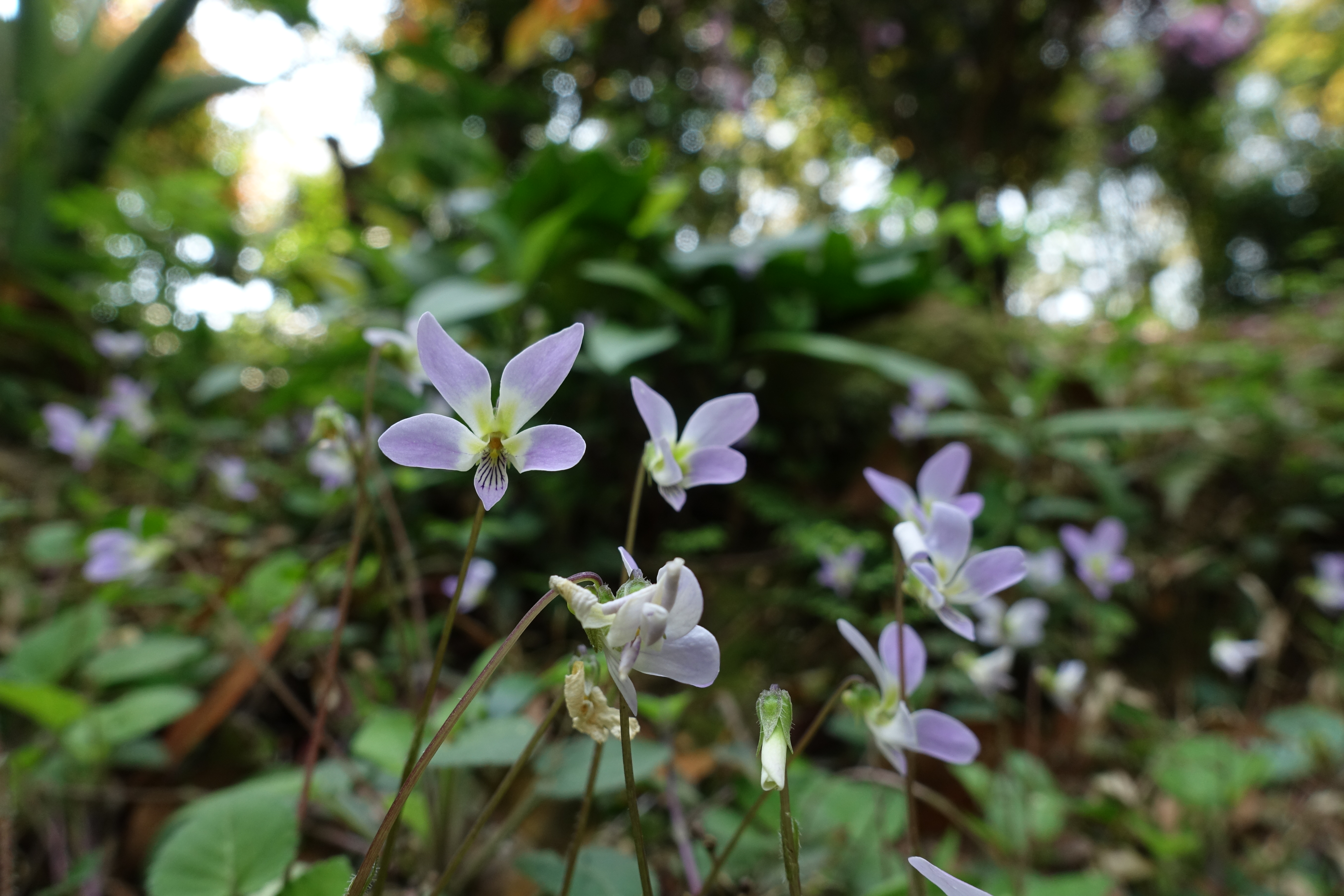广东仲春植物赏