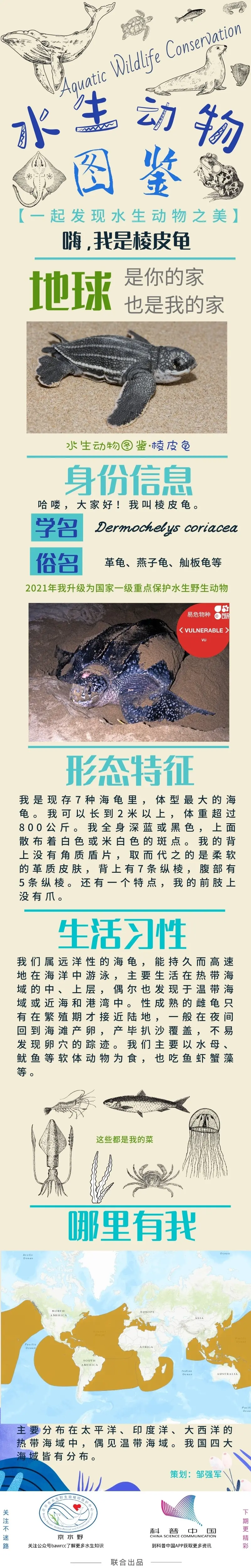 水生动物图鉴棱皮龟