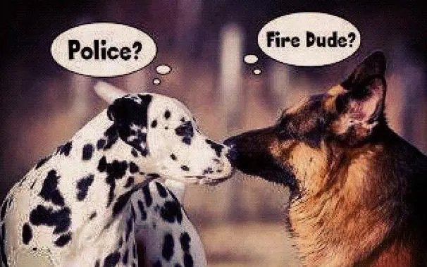 消防犬 狗狗最奇特的工作之一 然而尽是做赶鸡鸭鹅的事 哔哩哔哩