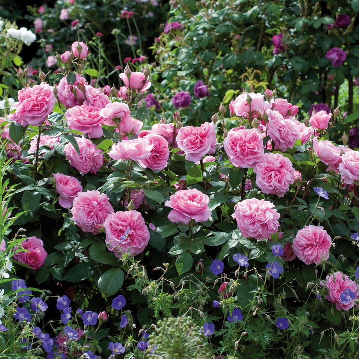 【实测推荐】高温过后的这些奥斯汀月季都很棒!