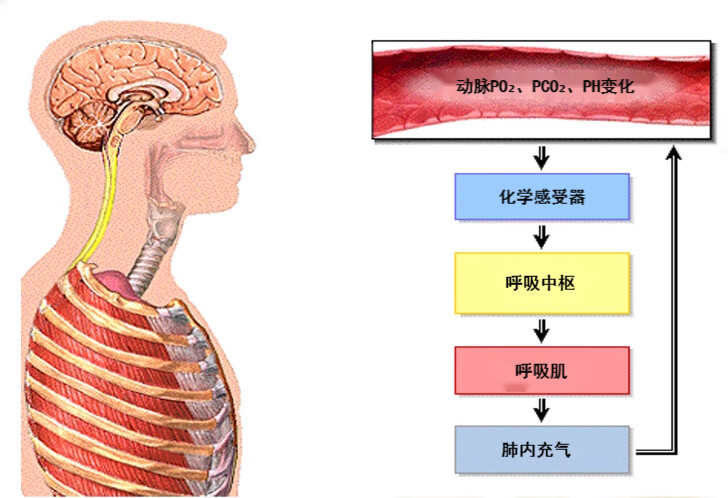 【生理学笔记】第五章 呼吸——第七节 - 哔哩哔哩