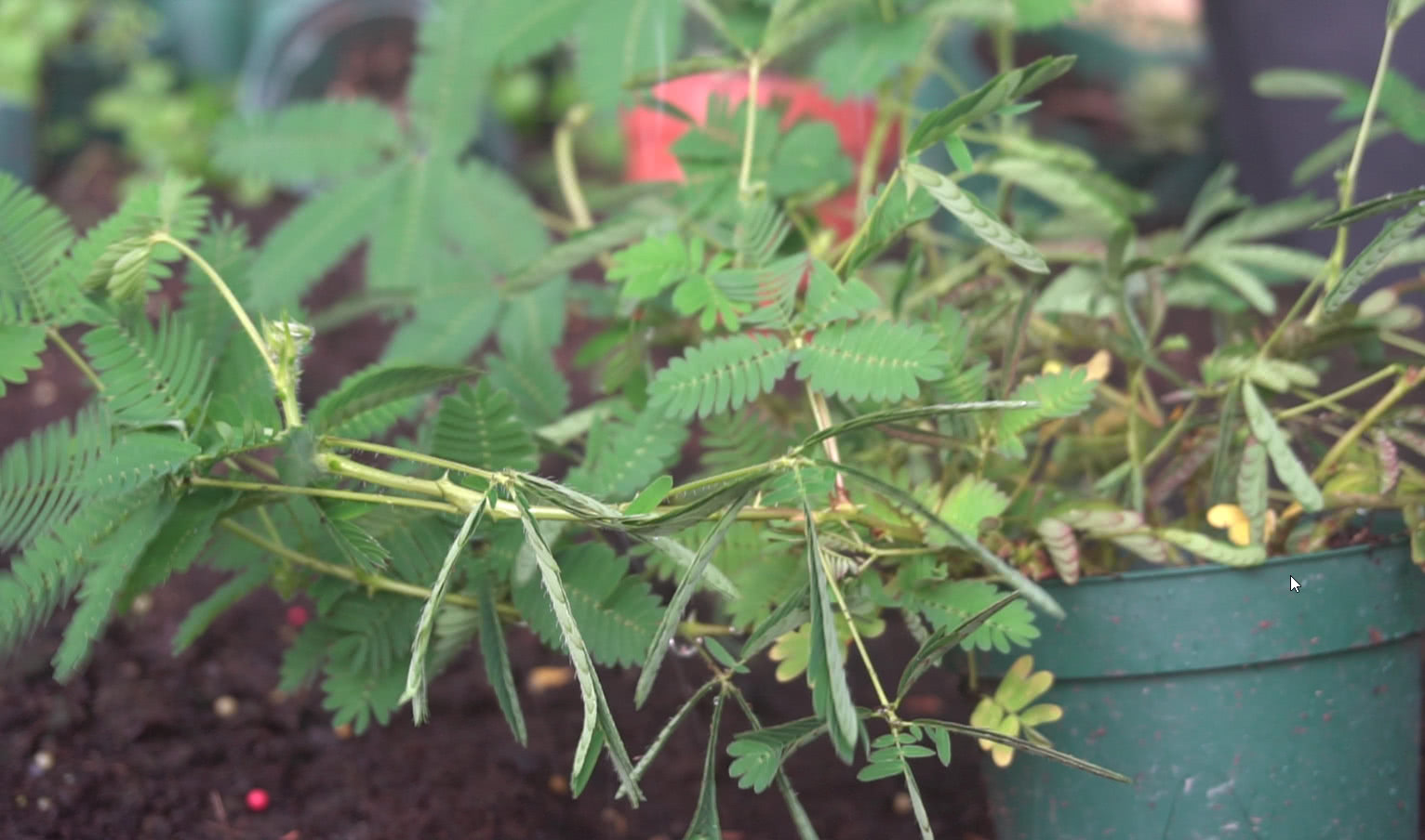 一種最有靈性的植物,含羞草,它會害羞躲避,但是原因,你知道?