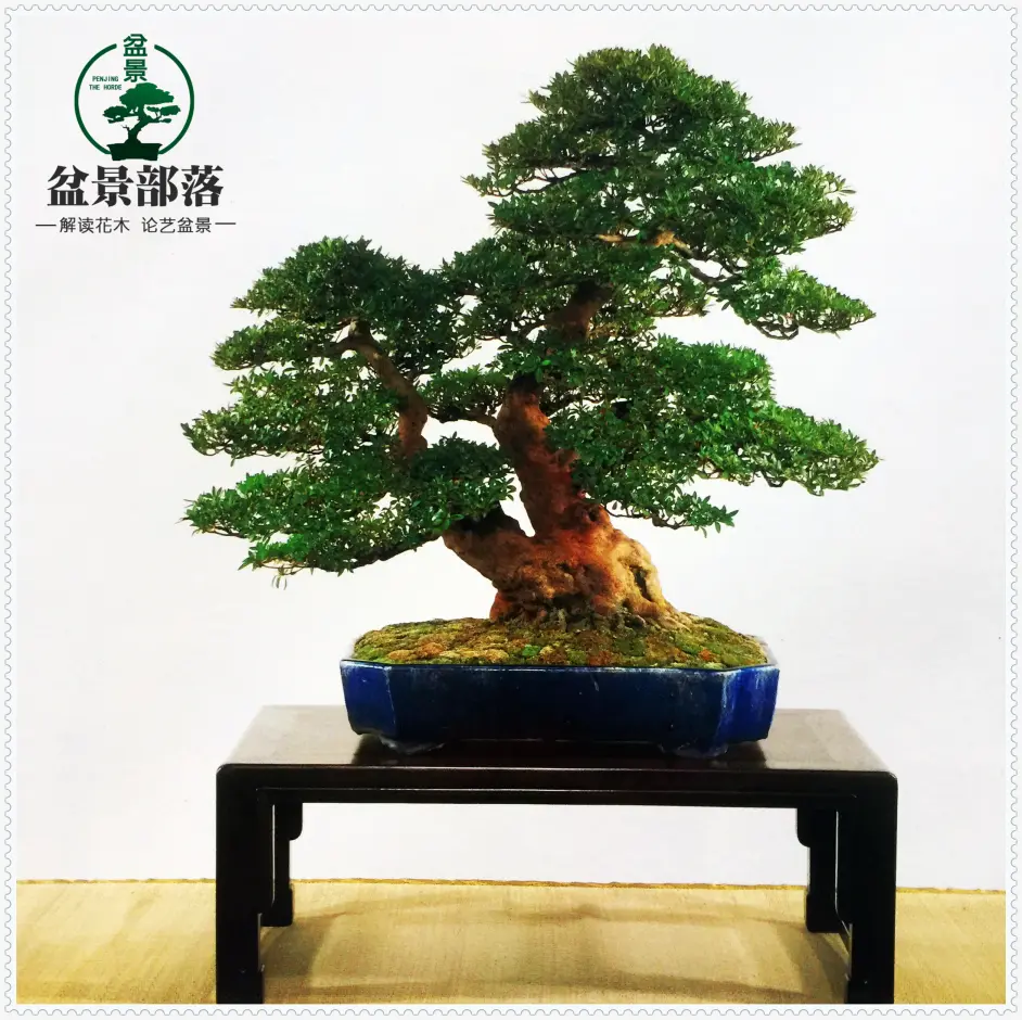 盆景部落 中国盆景的起源历史 哔哩哔哩