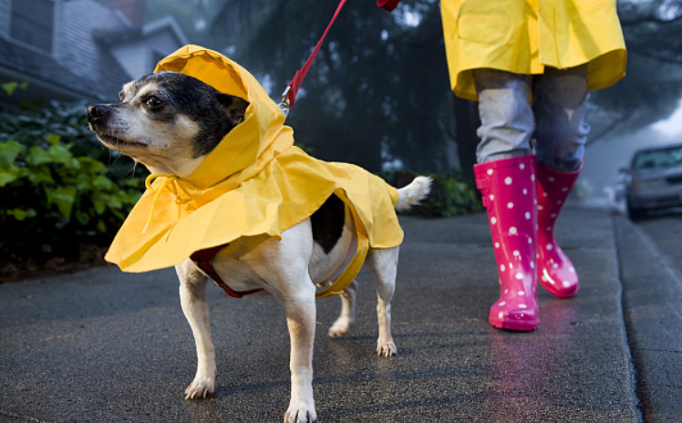 致小区里的狗主人:遛狗不拴绳 等于狗遛狗