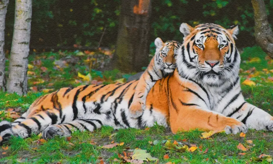 动物美图 虎 哔哩哔哩