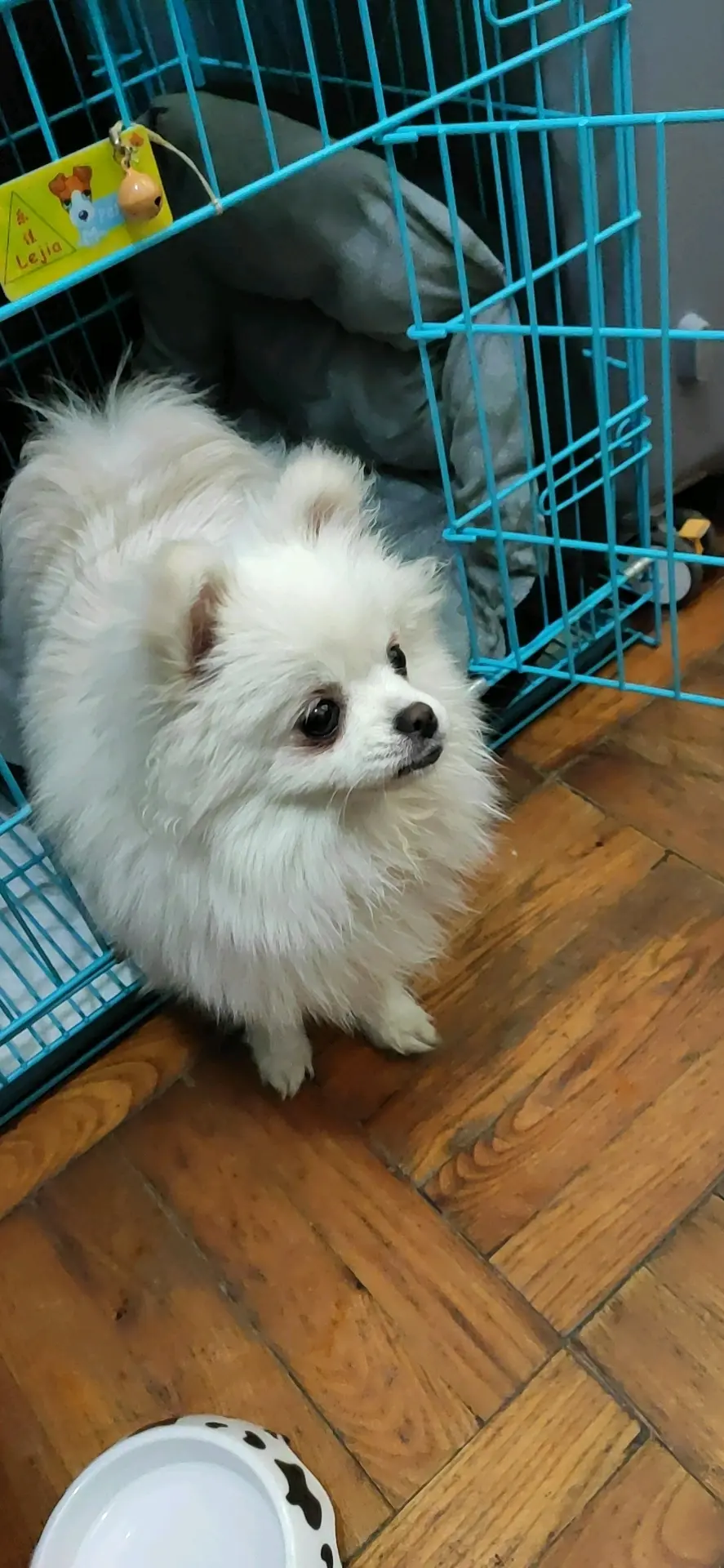 关于我的狗子不幸感染细小一事 哔哩哔哩