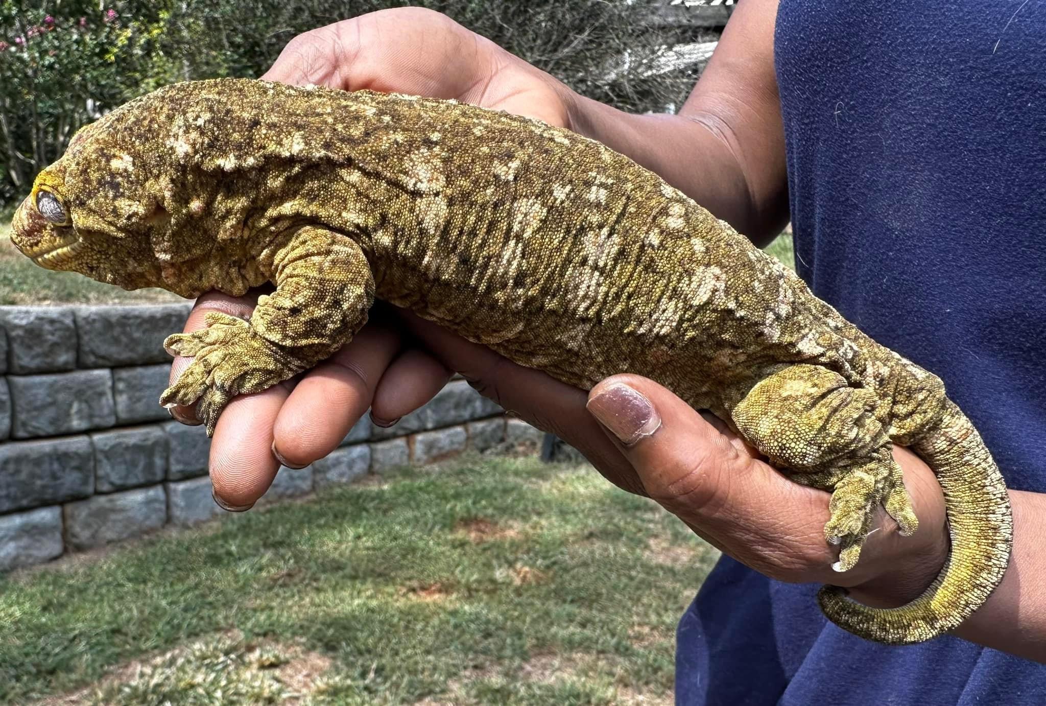 【守宫超巨】多趾虎属Rhacodactylus-新喀里多尼亚巨人守宫物种简述&产地品系图鉴 - 哔哩哔哩