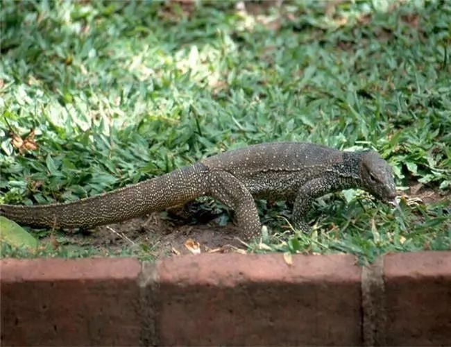 被新列为国家一级保护动物的孟加拉巨蜥