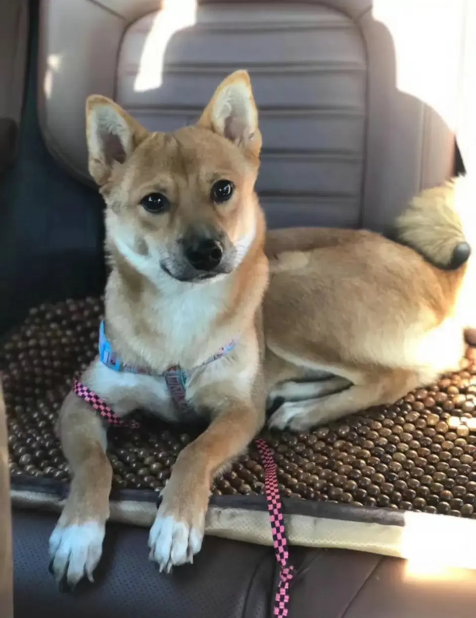 3000买的柴犬长大后为啥越来越像土狗 哔哩哔哩