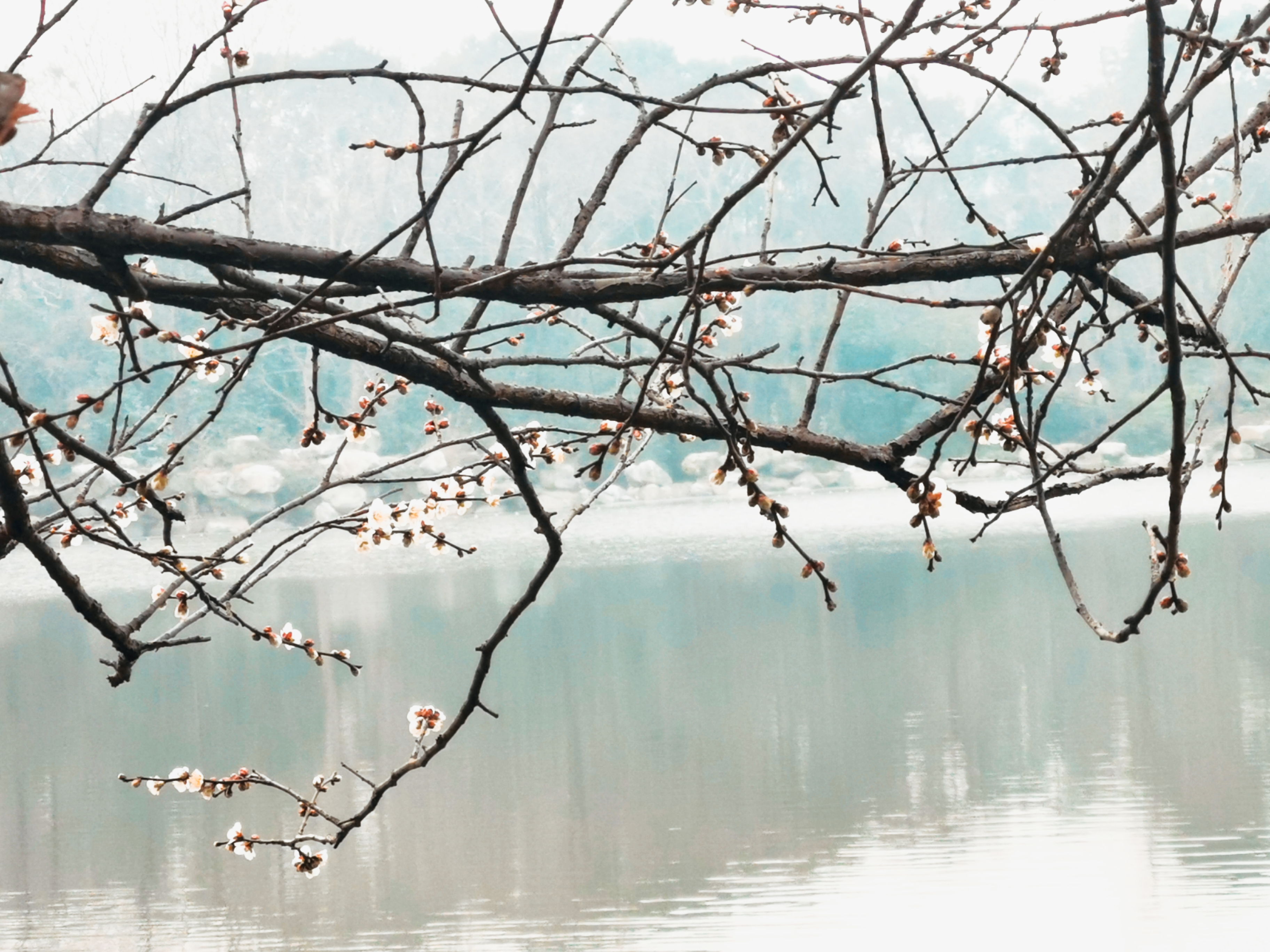 【我和我的家乡】立春·浣花溪