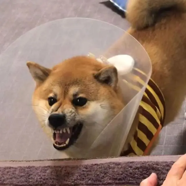 被毛很黑的柴犬到底好不好 买柴犬要挑啥样的好 哔哩哔哩
