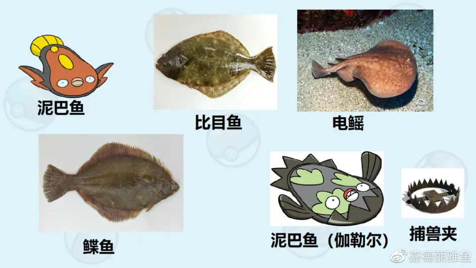 宝可梦原型设计个人考察 鱼类篇 哔哩哔哩