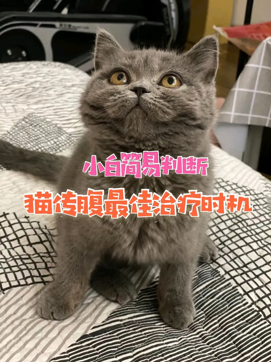 猫传腹从早期症状简易判断到441治疗指经验分享 哔哩哔哩
