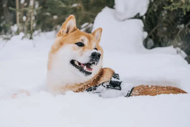 豆柴和柴犬如何区别 教你几招快速识别豆柴的秘籍 哔哩哔哩