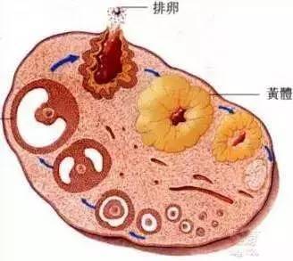 南昌华儿山生殖医院孕育小知识|女性腹痛身体"信号"要重视!